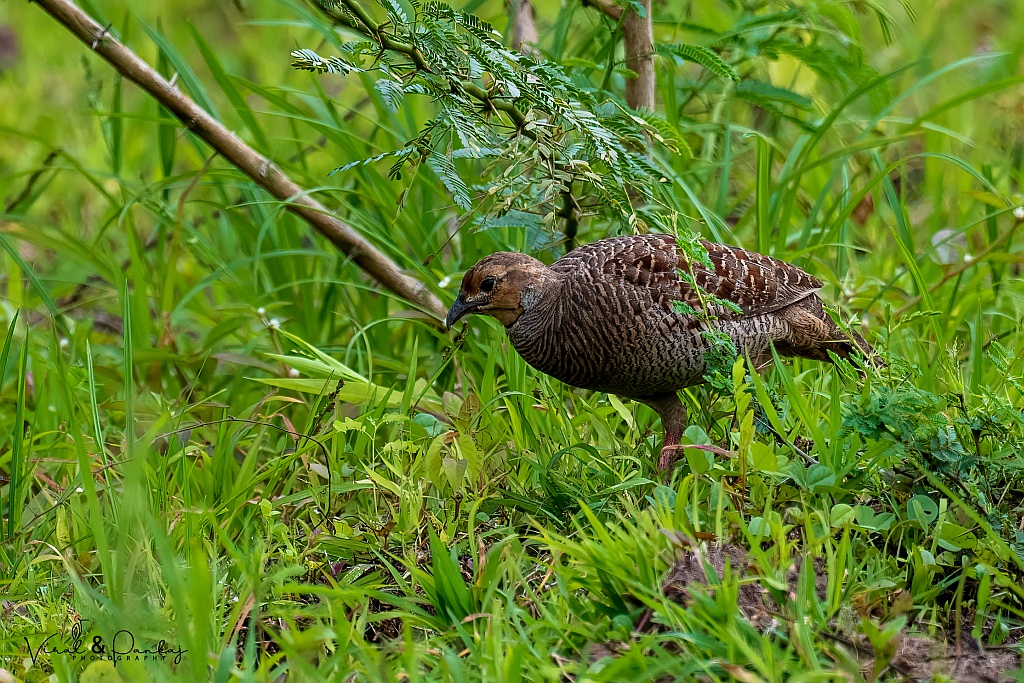 Grey Francolin